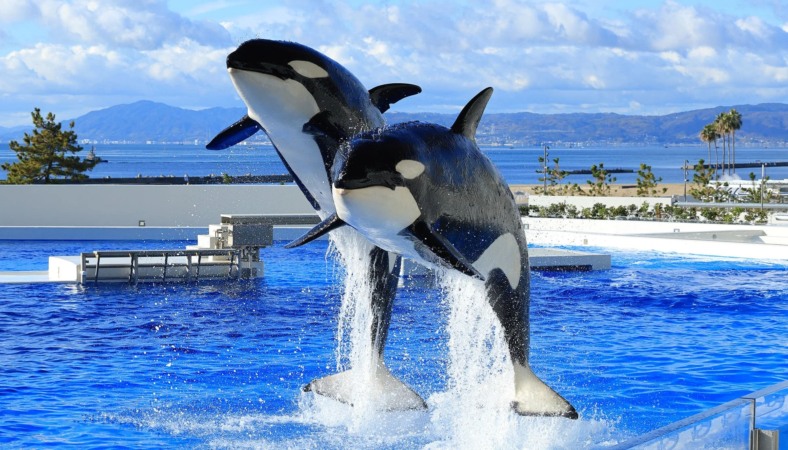 シャチがプールから力強くジャンプし、盛大な水しぶきを上げている