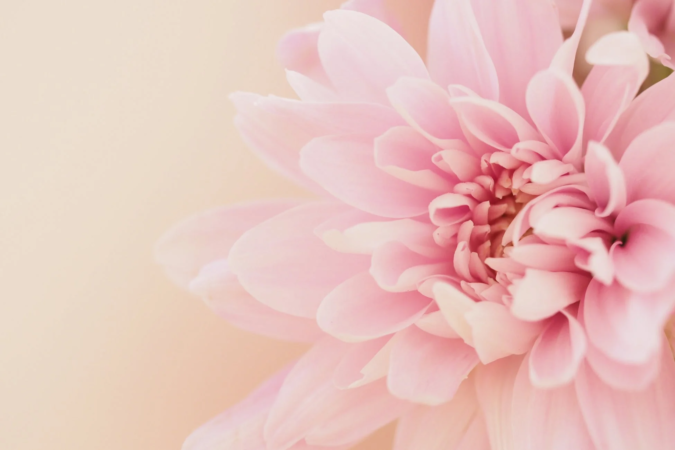 淡いピンク色の花がクローズアップで捉えられており、柔らかく繊細な花びらが特徴的です。